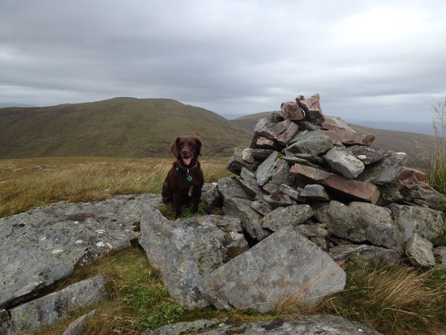 Brown dog beside many rocks